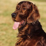 犬の品種:アイルランドセッター 犬の品種:アイルランドセッター