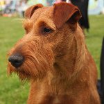 犬の品種:アイルランドのテリア 犬の品種:アイルランドのテリア