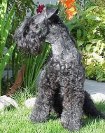 犬の品種:ケリーブルーテリア 犬の品種:ケリーブルーテリア