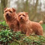 犬の品種:ノーフォークテリア 犬の品種:ノーフォークテリア
