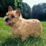 犬の品種:ノーリッチテリア 犬の品種:ノーリッチテリア