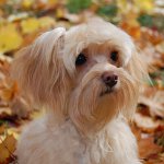 犬の品種：サンクトペテルブルクラン