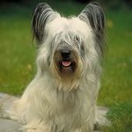 犬の品種:スカイテリア 犬の品種:スカイテリア