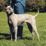 犬の品種：タイリッジバック