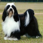 犬の品種:チベット・テリア 犬の品種:チベット・テリア