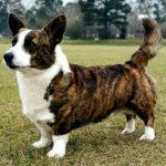 犬の品種:ウェールズコージーカーディガン 犬の品種:ウェールズコージーカーディガン