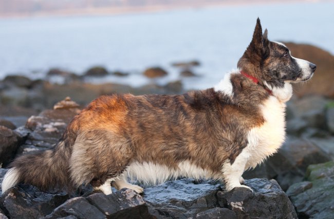 犬の品種：ウェールズコージーカーディガン