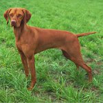 犬の品種:ハンガリー語vizhla 犬の品種:ハンガリー語vizhla