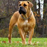 犬の品種:南アフリカのボエルボール 犬の品種:南アフリカのボエルボール