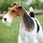 犬の品種：目の粗いキツネのテリア