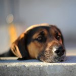 犬は失われている：何をするか？