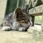 猫が失われた：何をすべきか？