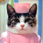 猫の傷 猫の傷