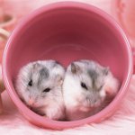 ハムスターの再生