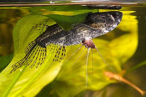 淡水魚、蝶