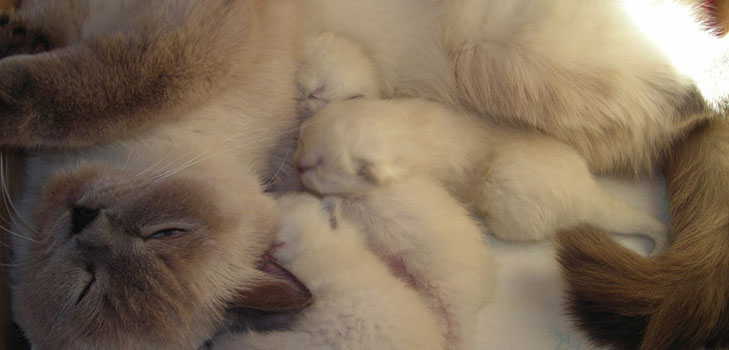 猫の出産