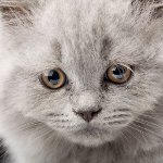 猫の嘔吐