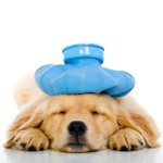 犬の嘔吐