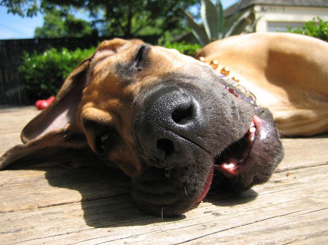 犬の嘔吐