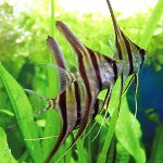 最も不気味な魚 最も不気味な魚