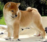 最も珍しい犬の品種 最も珍しい犬の品種