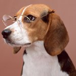 最も賢い犬の品種