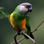 セネガルのオウム セネガルのオウム