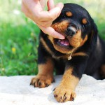 子犬がかむ。私は何をすべきですか？
