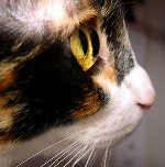 猫の瞳の瞳:何をするか 猫の瞳の瞳:何をするか