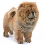 周杰（チー・チョウ）の犬：特集