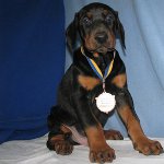 犬Doberman