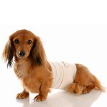 手術後の犬：ケアルール