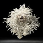 犬の弾丸