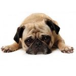 犬の声:何をすべきか? 犬の声:何をすべきか?