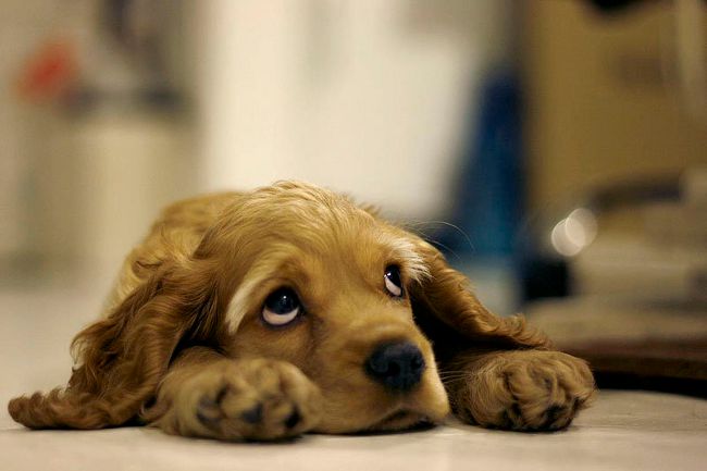 犬の声：何をすべきか？
