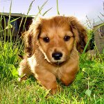 犬はダニで噛まれました：どうしたらいいですか？