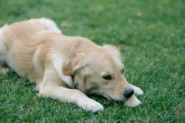 犬はダニで噛まれました：どうしたらいいですか？