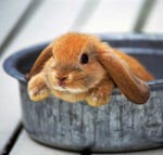 装飾的なウサギの内容