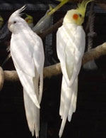 Corellaのオウムの内容 Corellaのオウムの内容
