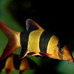 魚の内容:ボチヤのピエロ 魚の内容:ボチヤのピエロ