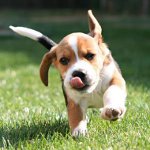 犬用ダニの救済策