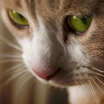 猫の白癬