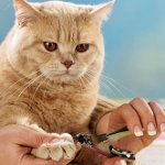 草刈り爪。どのように猫の爪を切る？