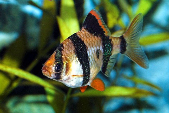 あなたの水族館のスマトラのバーベキュー