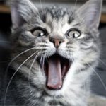 ナマズ ナマズ