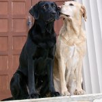 犬の熱