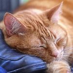 猫のトキソプラズマ症