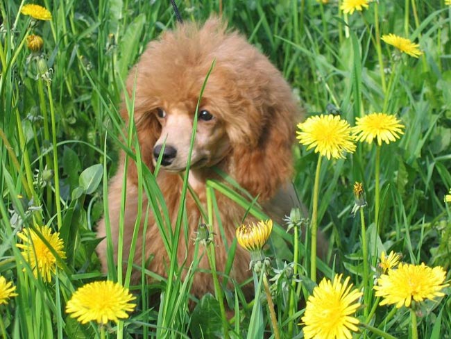 最も賢い犬の品種のトップ