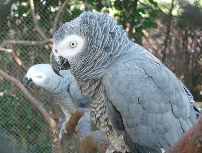 オウムの輸送