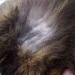 猫にはウールがあります